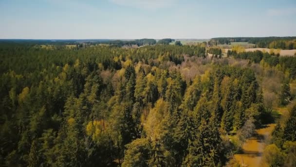 drone prise de vue aérienne de la forêt sauvage du début du printemps 4k vue de survol des arbres forestiers mixtes ensoleillés petite rivière campagne 