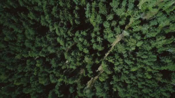 Drone Αύξουσα Και Περιστρεφόμενη Πάνω Από Δασικό Δρόμο Εναέρια Κάθετη — Αρχείο Βίντεο