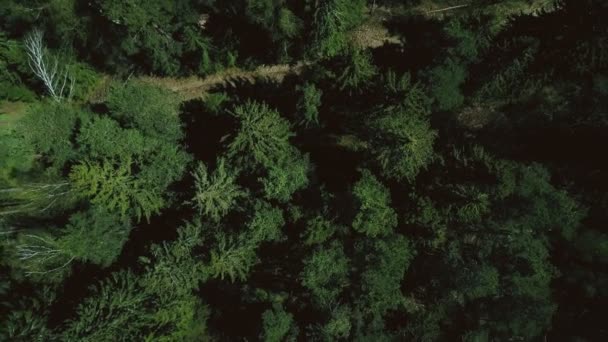 Drone Ascendente Filatura Sopra Strada Forestale Aerea Verticale Vista Dall — Video Stock