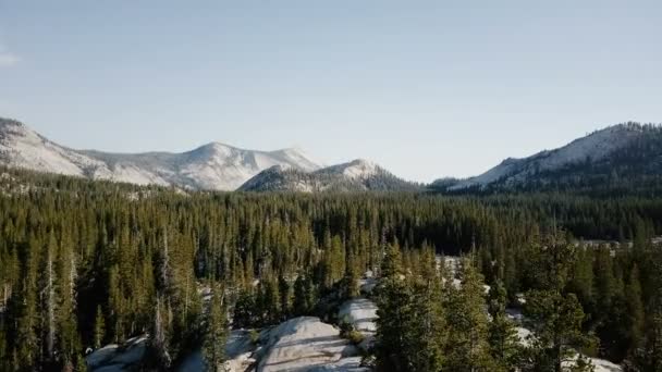 Drohne Fliegt Über Erstaunlichen Großen Kiefernwald Richtung Epischer Bergkamm Skyline — Stockvideo