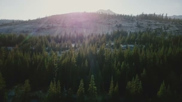 在美丽的松树林上空 无人驾驶飞机在阳光普照的约塞米蒂公园 用镜头向美丽的山脊天际飞去 — 图库视频影像