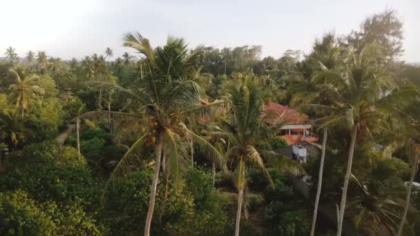 Drone Flying Big Green Coconut Palm Trees Tropical Vacation Hotels — Stock Video