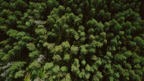 Drón Repül Előre Felett Gyönyörű Zöld Erdő Légi Felüljáró Felülnézet — Stock videók