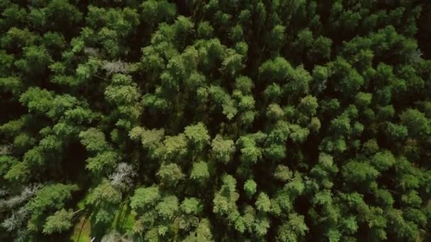 Drone Vliegen Vooruit Boven Prachtige Groene Bos Antenne Flyover Topview — Stockvideo