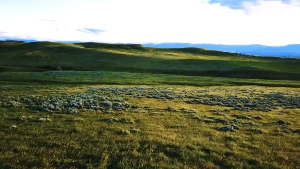 Drone Volando Hacia Adelante Sobre Majestuosos Campos Paisaje Pradera Primavera — Vídeos de Stock