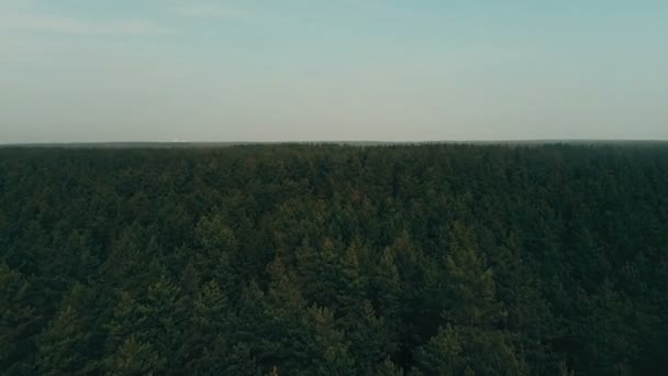 Drone Που Πετούν Προς Εμπρός Πάνω Από Αειθαλή Δάσος Εναέρια — Αρχείο Βίντεο