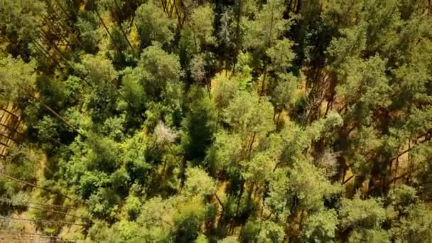 Drone Flying Forward Sunny Green Forest Aerial Flyover Shot Warm — Stock Video