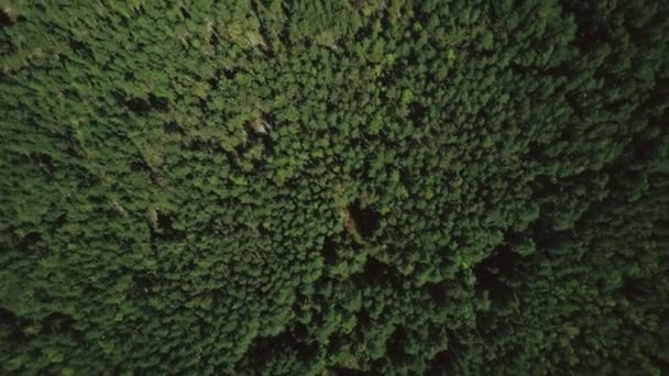 drone volant en avant haut au-dessus de forêt mixte aérienne 4k vue de dessus plan vertical des arbres d'automne paisibles et petit chemin 