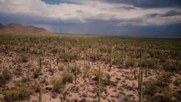 Dron Volando Bajo Por Encima Del Campo Desértico Cactus Atmosférico — Vídeo de stock