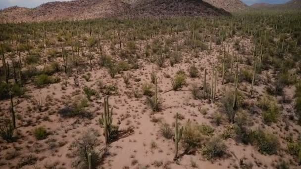 drone volant bas au-dessus de paysage de champ désert de saguaro géant paysage dans l'épique arizona réserve de parc national des Etats-Unis 