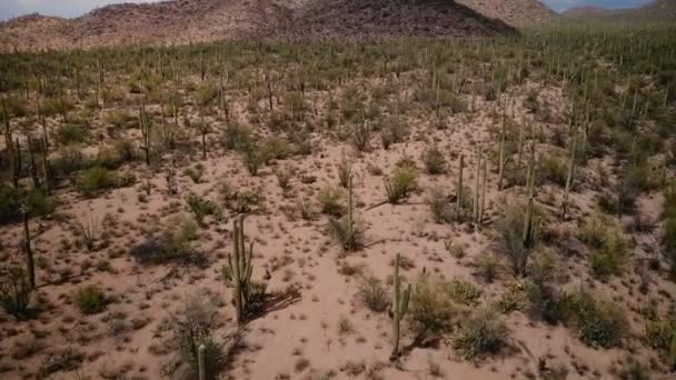 Drone Vliegen Laag Boven Gigantische Saguaro Cactus Woestijn Veld Landschap — Stockvideo