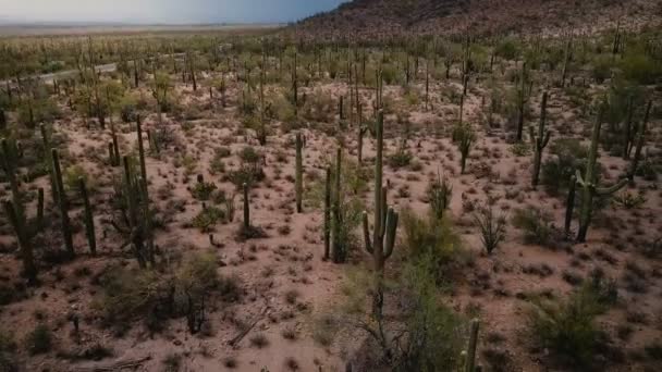 アリゾナ国立公園の美しい夏の砂漠で素晴らしいサガロサボテンの谷の上を飛ぶ無人機ウサ — ストック動画