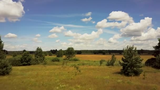 Drone Volant Bas Sur Prairie Luxuriante Avec Des Arbres Plan — Video