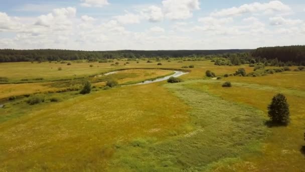 Безпілотник Летить Низько Влітку Луг Річка Повітряний Знімок Спокійної Сільської — стокове відео