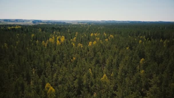 Drone Volando Sobre Increíble Vista Amplia Del Bosque Aérea Aves — Vídeos de Stock