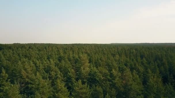 Drone Che Vola Destra Avanti Sopra Foresta Ventosa Aerea Vista — Video Stock