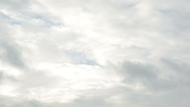 Flock Birds Flying Sky Circle Together — Stock Video