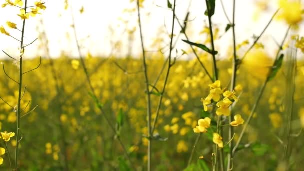 Χωράφι Ανθισμένα Κίτρινα Λουλούδια Κοντά — Αρχείο Βίντεο
