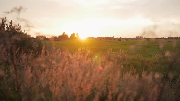 美丽的自然景观 日落在田野里 小苍蝇在野草上飞舞 慢动作 — 图库视频影像