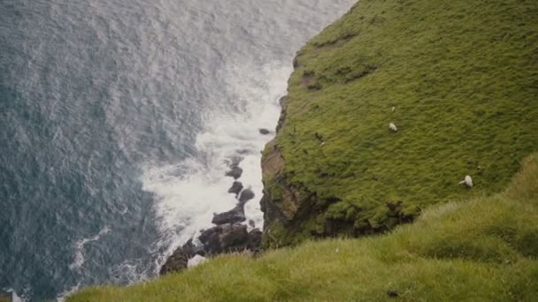 Pecore Pascolo Sul Campo Vista Dall Alto Onda Del Mare — Video Stock