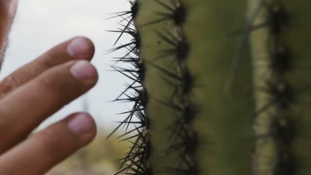 Super Primer Plano Disparo Barbudo Joven Turista Tocando Agujas Cactus — Vídeo de stock