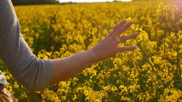 Mujeres Mano Tocando Flores Primer Plano Dolly Disparo — Vídeo de stock