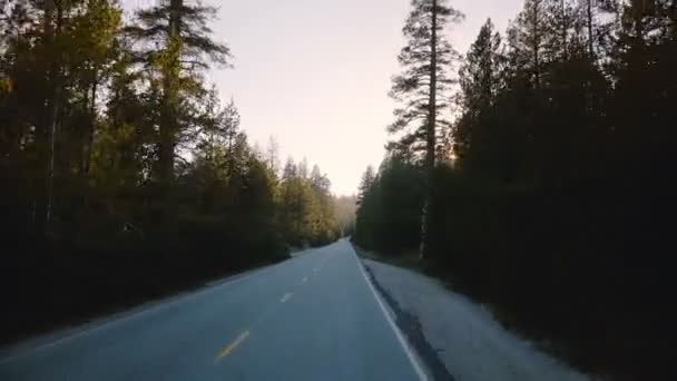 Geweldig Gezichtspunt Van Auto Bewegen Mooie Rustige Bosweg Tussen Hoge — Stockvideo
