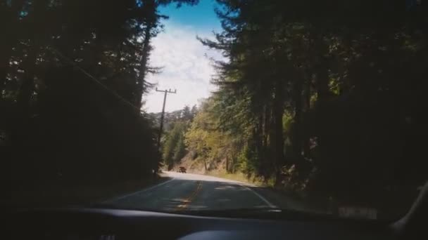 Prachtig Met Uitzicht Auto Een Sfeervolle Bergweg Bij Zonnig Zomerdennenbos — Stockvideo