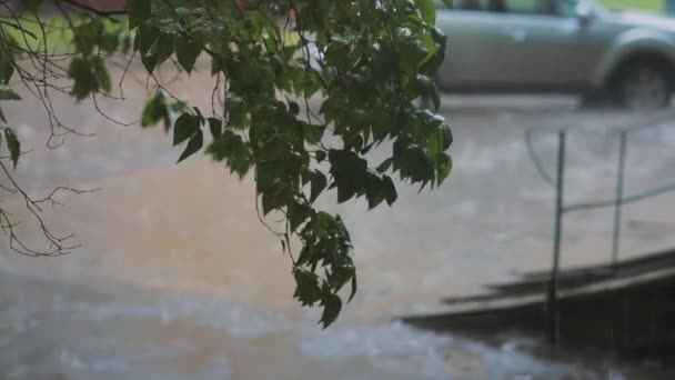 Lluvia Que Vierte Sobre Pavimento Los Árboles Con Sonido Coche — Vídeo de stock