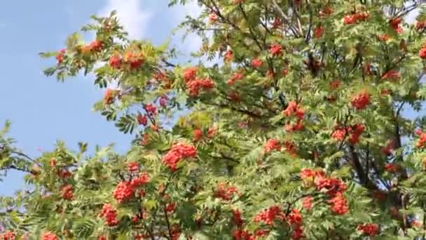 Tak van rode mountain ash schudden op wind — Stockvideo