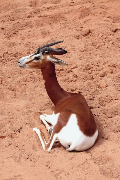 Antilope africaine, mhorr gazelle — Photo