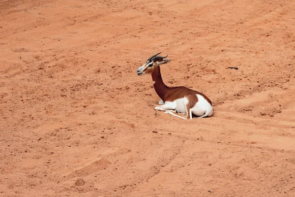 Afrikaanse antilopen, gazelle mhorr. Biopark, Valencia, Spanje — Stockfoto