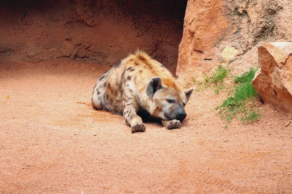 Śpiące wypryskami hiena — Zdjęcie stockowe