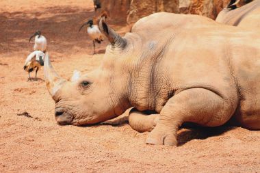 Dozing white rhinoceros clipart