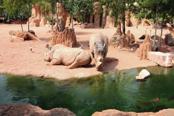 Sabana africana. Bioparque, Valencia, España — Foto de Stock