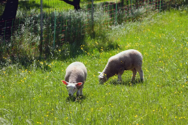 Two sheep on green lawn. Vernayaz, Martigny, Switzerland — Stock Photo, Image