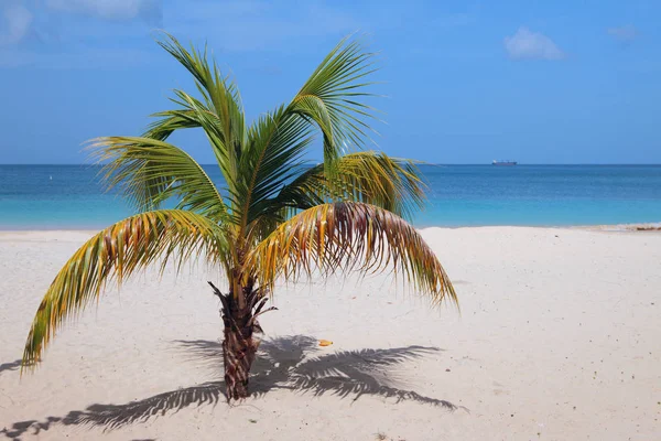 Дерево пальми на піщаному пляжі. Святого Юра, Гренада — стокове фото