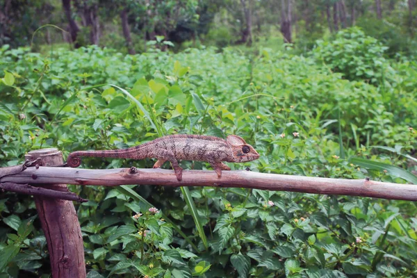 Caméléon Sur Protection Les Fourrés Tropicaux Amber Mauntin Diego Surez — Photo