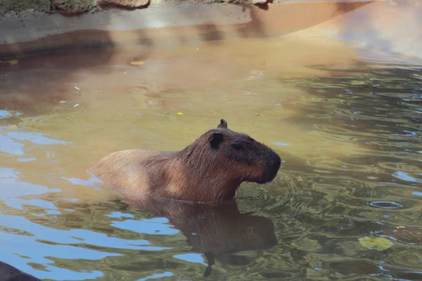 Capibara Comes Out Water Rome Italy — Stock Photo, Image