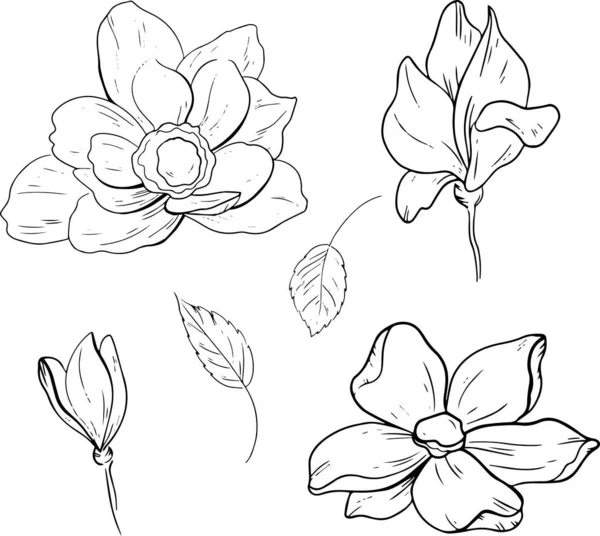 Szkic Wektorowy Kolekcja Botaniki Kwiatowej Rysunki Kwiatów Magnolii Czarno Białe — Wektor stockowy