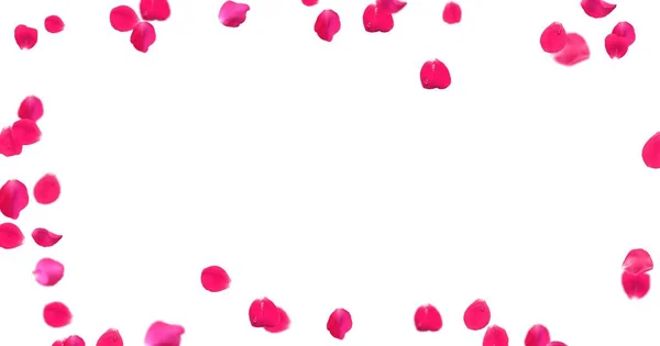 Rosenblätter Mit Weißem Hintergrund — Stockfoto