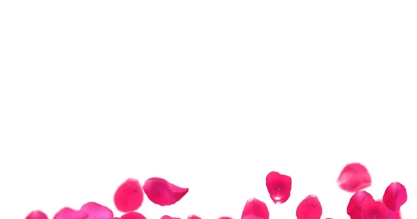 Rose Petals White Background — Stock Photo, Image