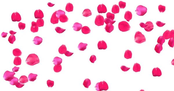 Rosenblätter Mit Weißem Hintergrund — Stockfoto
