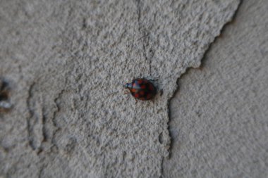 Gri duvardaki Macro böceği