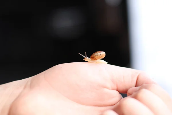 Caracol — Fotografia de Stock