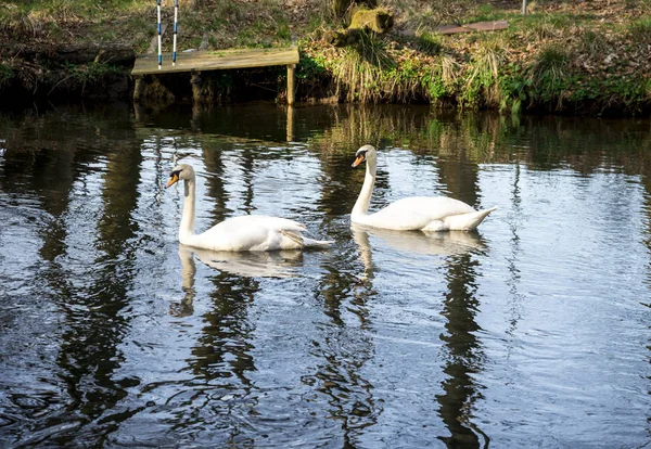 Una pareja de cisnes en el río Don en Seaton park, Aberdeen, Escocia —  Fotos de Stock
