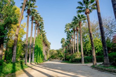 Lefkoşa'daki küçük bir genel parkta uzun palmiye ağaçları ile çevrili bir yürüme yolu