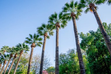 Doğal uzun palmiye ağaçları Nicosia city genel Park, Kıbrıs