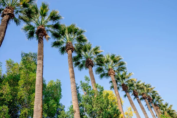 Tall palm trees in Nicosia city public park — Stock Photo, Image