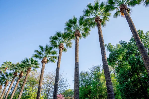 Malerische hohe Palmen im öffentlichen Park der Stadt Nikosia, Zypern — Stockfoto